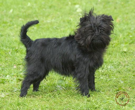 Affenpinscher 9R095D-090.JPG